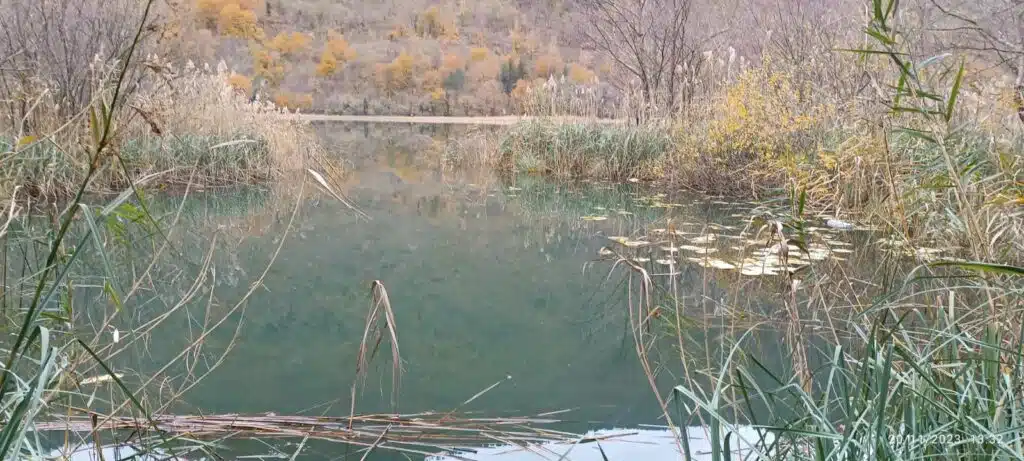 Uginuće šarana na Boračkom jezeru