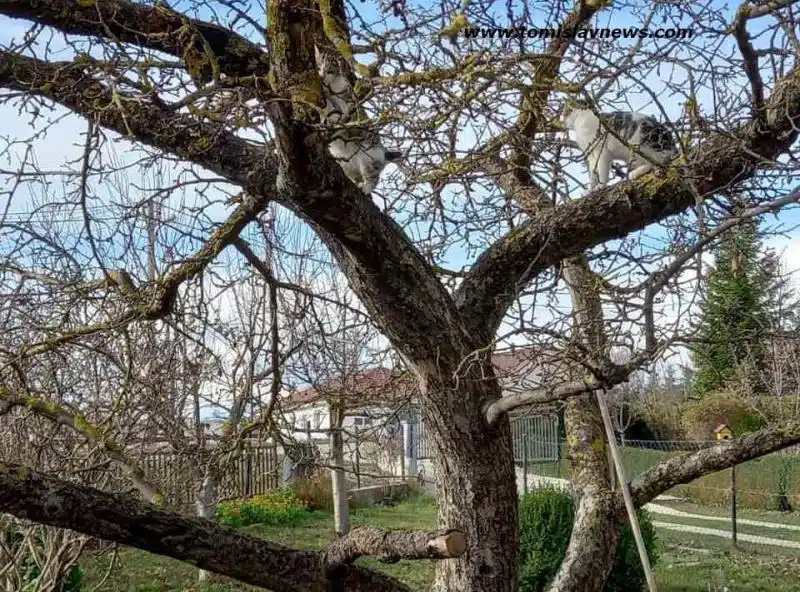 DOBRO vam umjereno vedro i tiho nedjeljno jutro iz Tomislavgrada!
