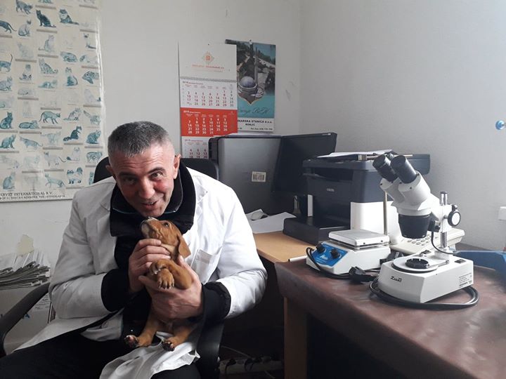 Građani zabrinuti zbog sve većeg broja pasa lutalica u Konjicu