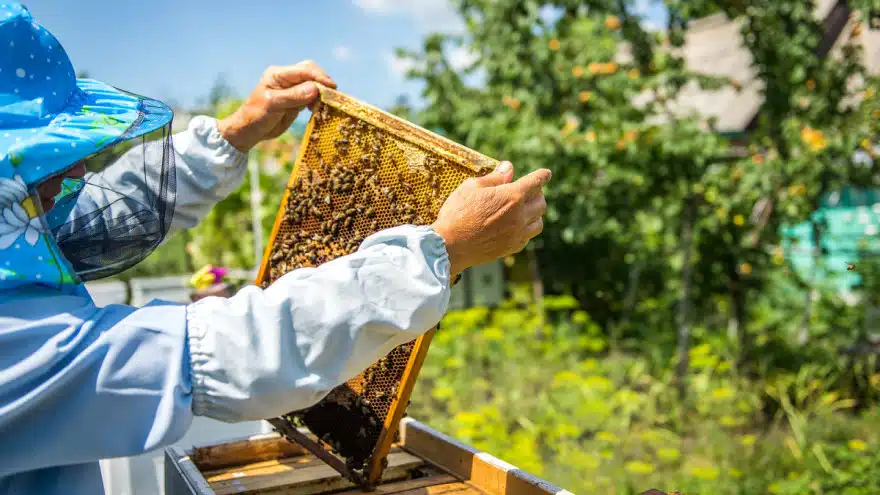 Pčelarima u HNŽ-u isplaćeni poticaji
