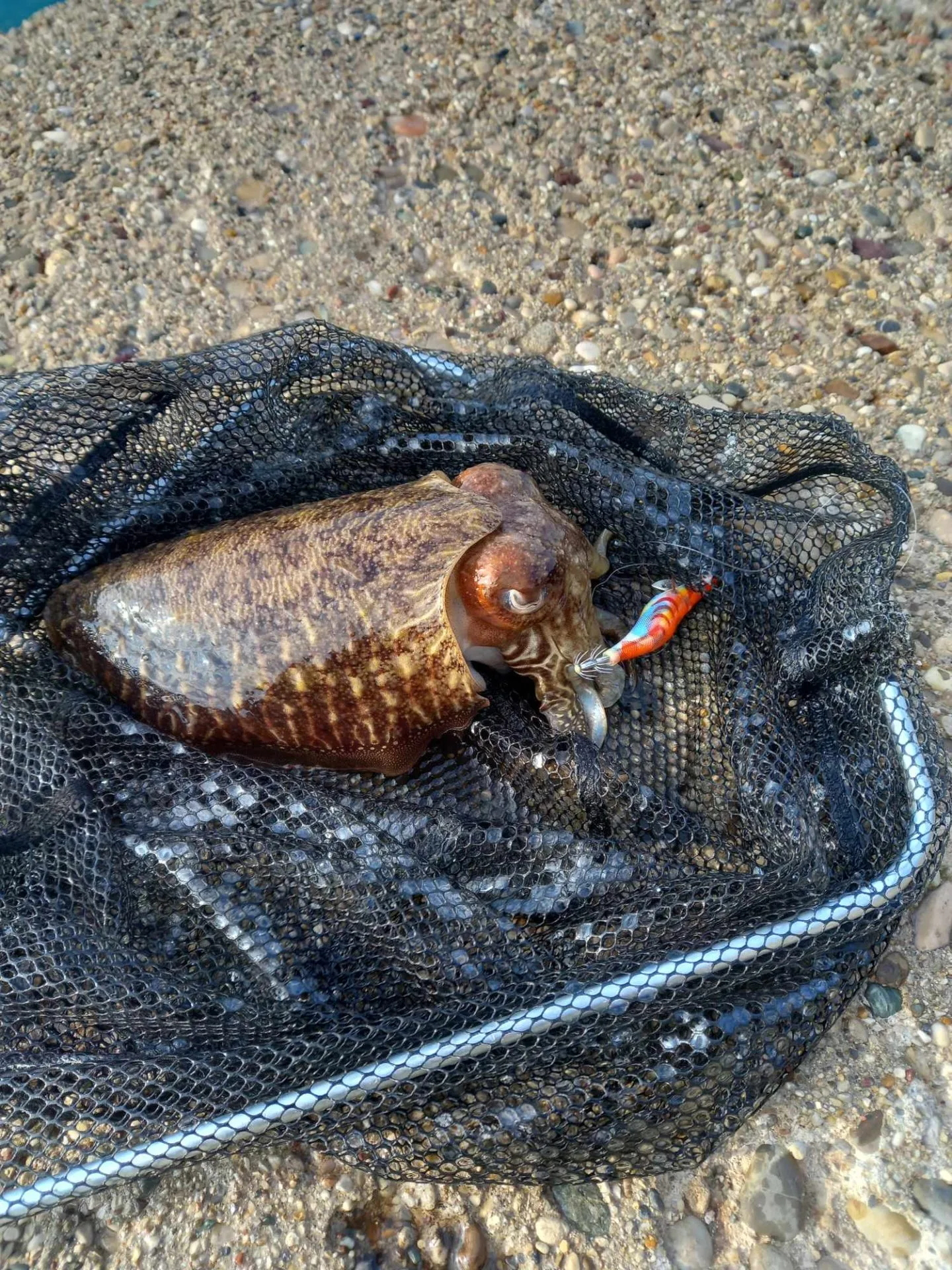 FOTO| Marijan Đoja iz Neuma ulovio sipu tešku 1,5 kg