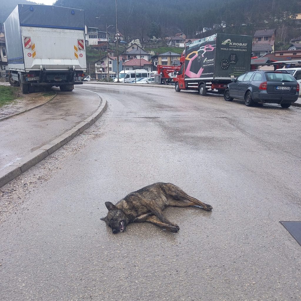 Psi lutalice u Konjicu - problem bez rješenja Psi lutalice u Konjicu - problem bez rješenja