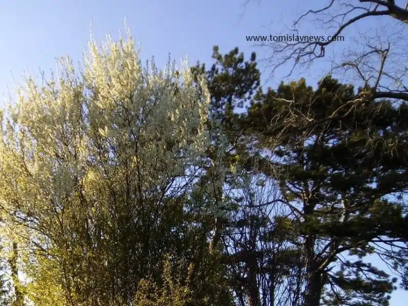 DOBRO vam umjereno vedro i toplo jutro iz Tomislavgrada!