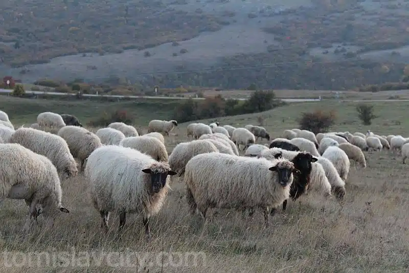 Počela isplata poljoprivrednih podsticaja u Federaciji Bosne i Hercegovine