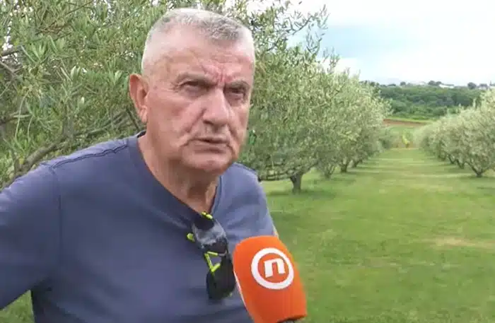 VIDEO | Čapljinac Božo Šimunović već 30 godina posvećen maslinarstvu