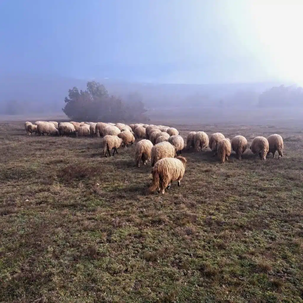 Izgradnja farme ovaca u Strupniću