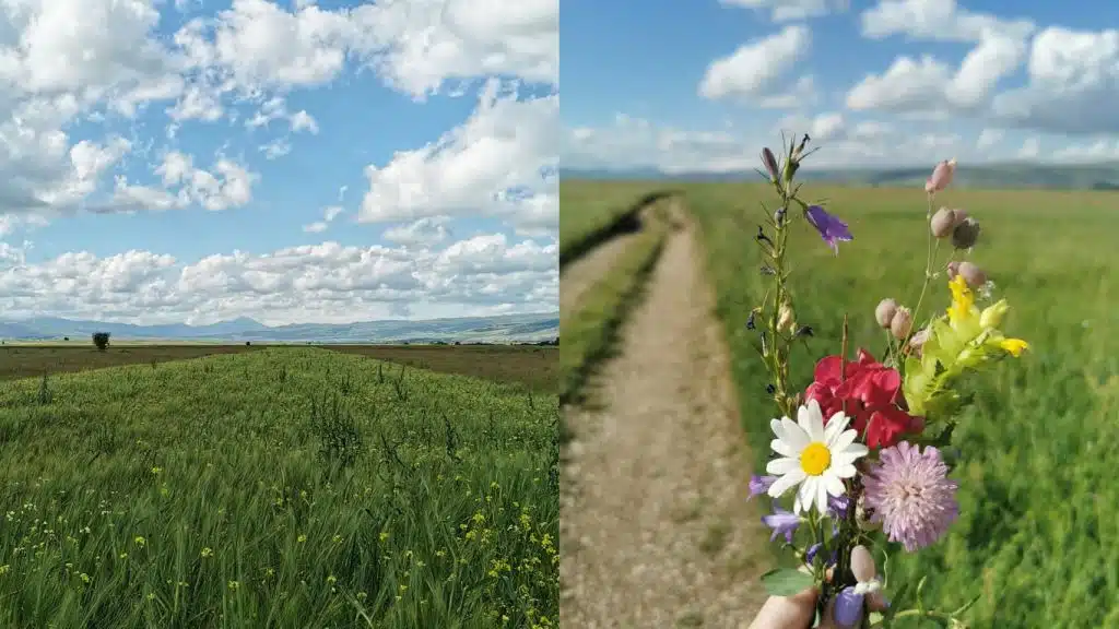 Doba u godini kada Duvanjsko polje pokazuje svoju punu raskoš i ljepotu (foto)