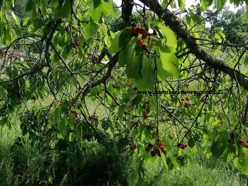 Dobro jutro iz Tomislavgrada – želimo vam vedro i toplo jutro!