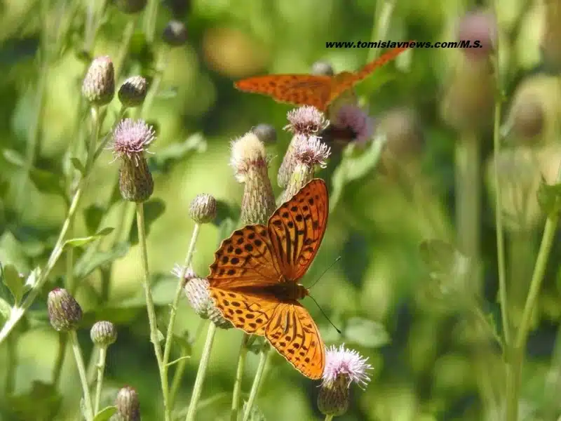 Ugodno vam toplo, sparno jutro iz Tomislavgrada!