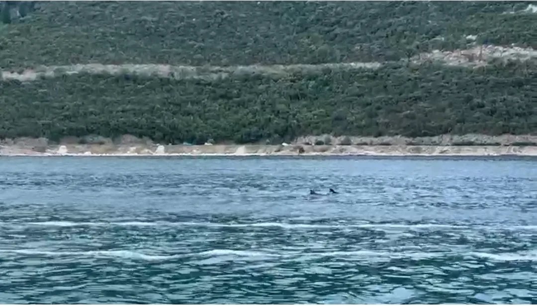 VIDEO: Dupini ponovno oduševili posjetitelje u Neumu