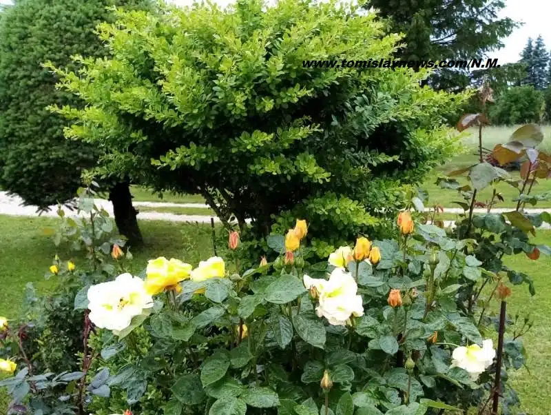 Dobro jutro iz Tomislavgrada – razmjerno vedro i toplo!