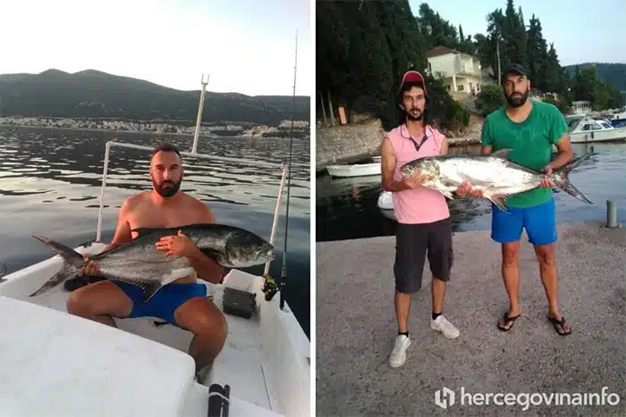 FOTO/VIDEO | Novi ulov iz Neumskog zaljeva: Iskusni ribari uhvatili Licu bjelicu od 15 kg