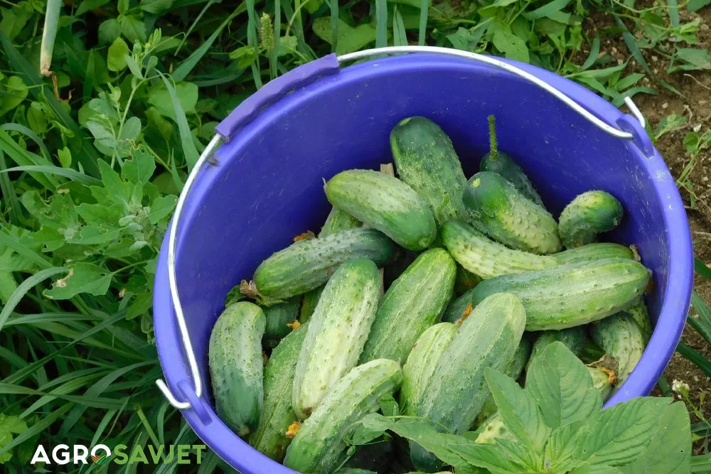Savjeti za prirodno đubrenje krastavaca: Recepti i tehnike za obilno berbu krastavaca