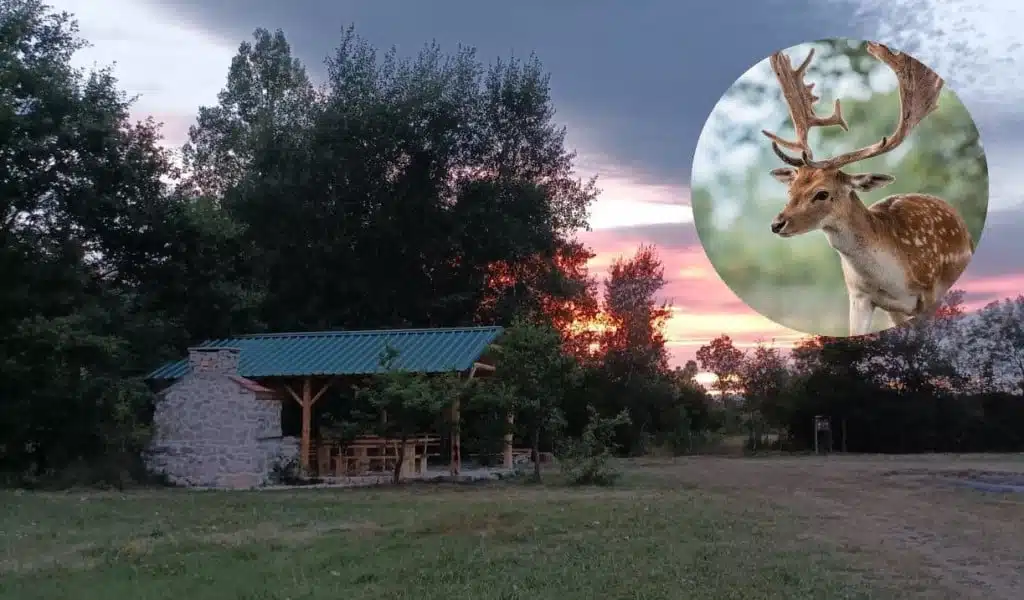 Antonio se vratio iz Njemačke i posvetio se uzgoju jelena na ranču u Livnu.