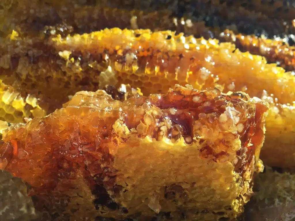Porast cijena meda zbog jedne od najtežih sezona u posljednjih 20 godina