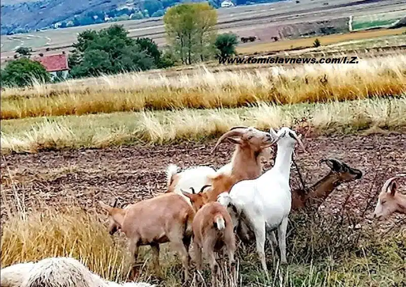 Ugodno umjereno vedro, vjetrovito i pohladno jutro iz Tomislavgrada!