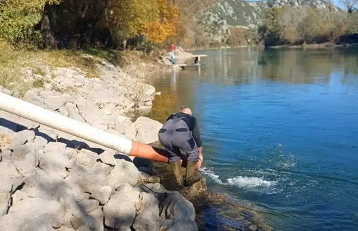 FOTO | U Čapljini izvršeno poribljavanje Neretve mekousnom pastrmkom