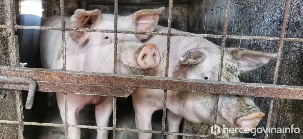SVINJOKOLJA U HERCEGOVINI ‘Sve manje domaćih svinja, cijena kilograma ide i do 10 KM’