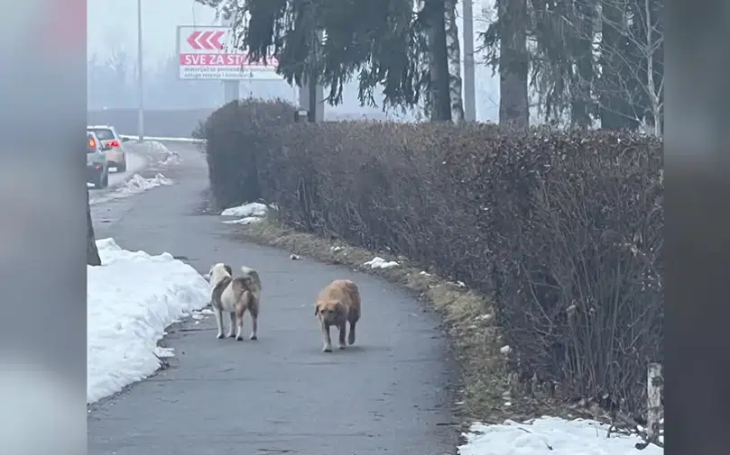 Građani u strahu zbog svakodnevnih napada pasa lutalica