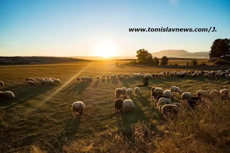 VIDEO: DOBRO vam umjereno vedro i tiho jutro iz Tomislavgrada!