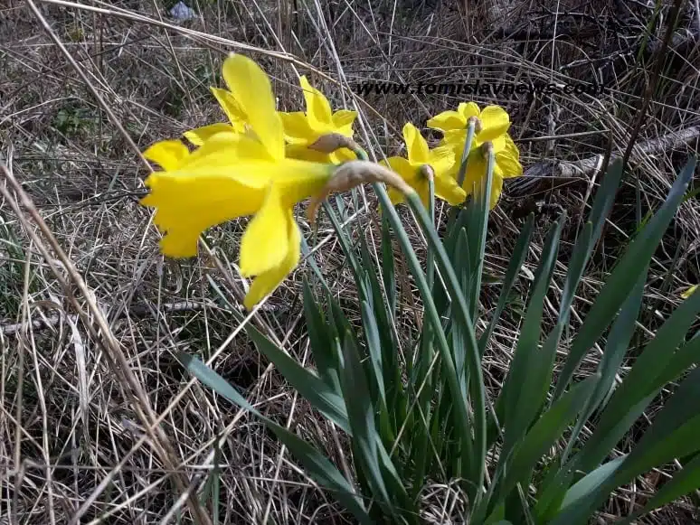 DOBRO vam oblačno, kišovito i toplo jutro iz Tomislavgrada!