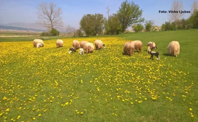DOBRO vam vedro, umjereno vjetrovito i toplo jutro iz Tomislavgrada!