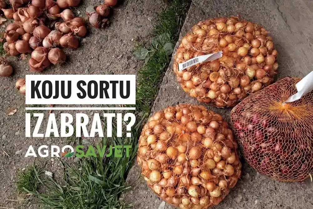 Najbolje vrijeme za proljetnu sadnju luka i odabir sorti