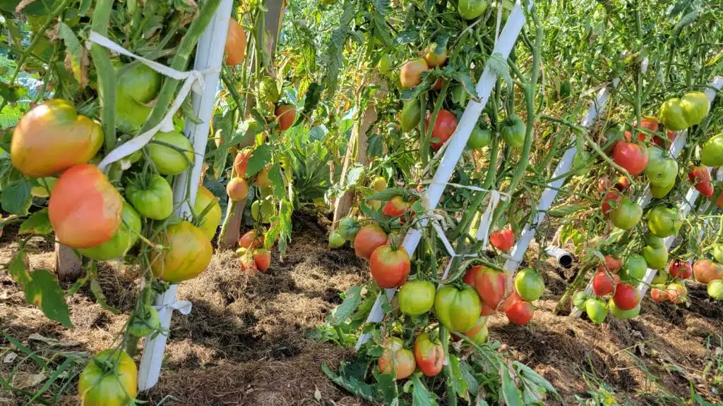 Ovo su najčešće greške pri sadnji rajčica