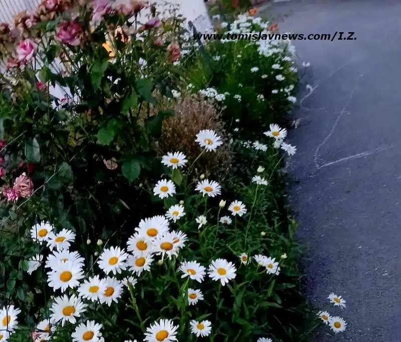 DOBRO vam umjereno vedro i toplo jutro iz Tomislavgrada!