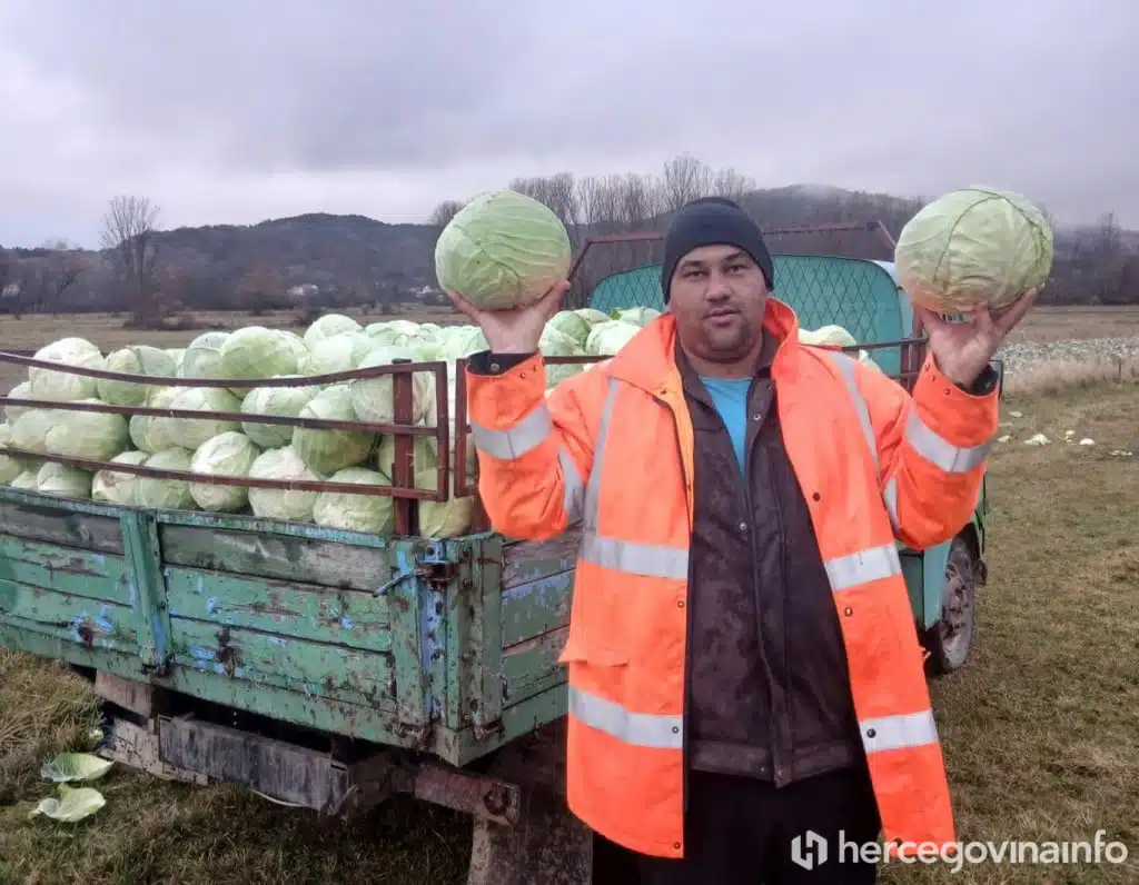 Pozitivna priča iz Rakitna: Jure u prvoj godini plasirao 20 tona kupusa, kiseli već tražen u cijeloj Hercegovini