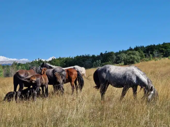 RTRS / Livanjskim poljem galopiraju konji protjeranih srpskih domaćina