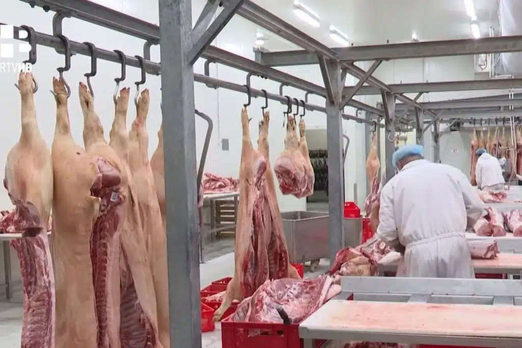 Vrijeme svinjokolje: Područje Rakitna u općini Posušje mjesto je s najvećim brojem svinja u F BiH – najtraženije one iznad 150 kilograma