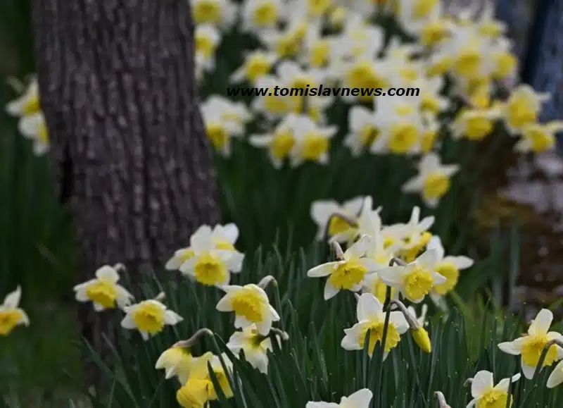 VIDEO: DOBRO vam umjereno vedro i prohladno jutro iz Tomislavgrada!