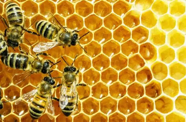 Obavijest za pčelare o ažuriranju podataka u Registru pčelara i Registru pčelinjaka