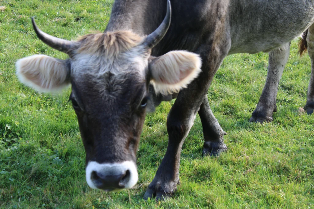 Objavljen Program novčanih podrški u poljoprivredi i ruralnom razvoju za 2026. godinu