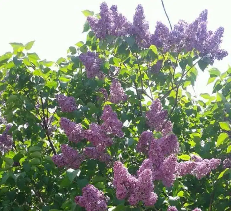 VIDEO: DOBRO vam vedro i toplo jutro iz Tomislavgrada!