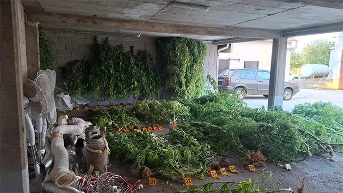 FOTO | Velika zapljena marihuane kod Stoca, uhićen muškarac