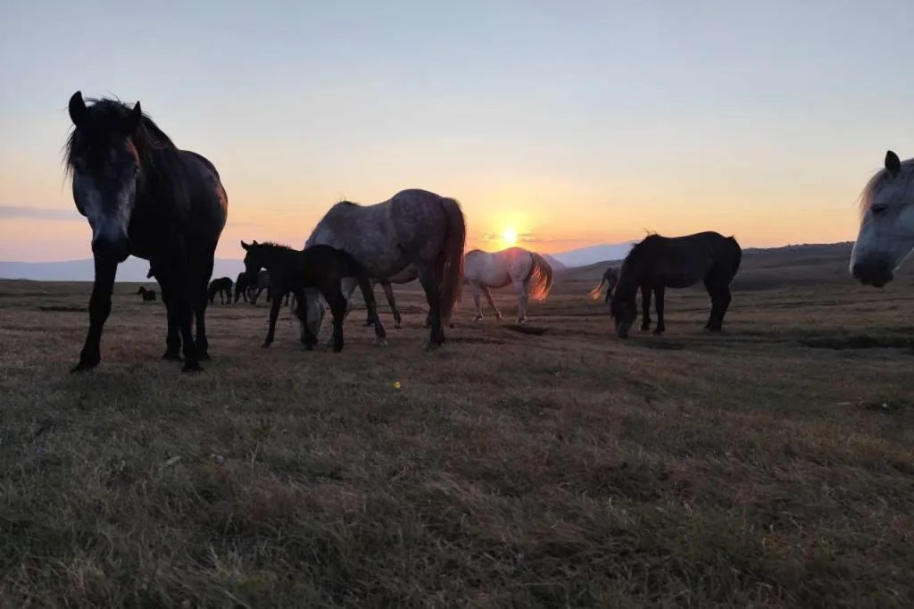 FOTO Stare fotografije uznemirile javnost: Stanje s divljim konjima u Livnu nije alarmantno, vode ima u pojilištima