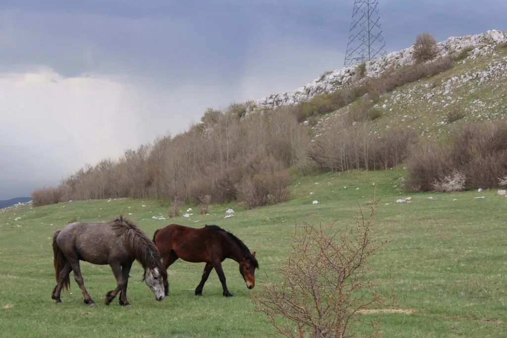 Stare fotografije uznemirile javnost: Stanje s divljim konjima u Livnu nije alarmantno, vode ima u pojilištima