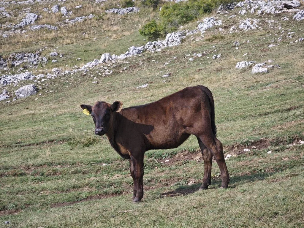 U HBŽ-u potvrđena tri slučaja bruceloze kod ljudi
