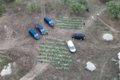 Akcija „Pantera“: uhićene četiri osobe, zaplijenjeno oko 400 stabljika kanabisa