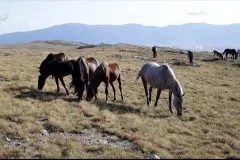 Divlji konji u Livnu sve ugroženiji: Krivolov, krađa i turističko iskorištavanje