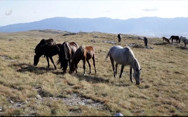 Divlji konji u Livnu sve ugroženiji: Krivolov, krađa i turističko iskorištavanje