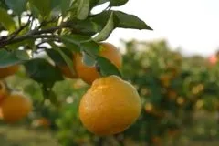 Počela berba neretvanskih mandarina, suša ostavila traga