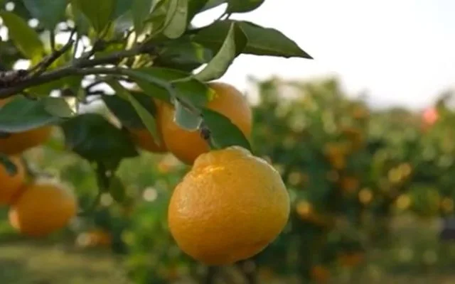 Počela berba neretvanskih mandarina, suša ostavila traga