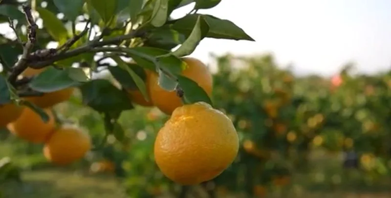 Počela berba neretvanskih mandarina, suša ostavila traga