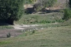 VIDEO: DOBRO vam vedro i tiho jutro iz Tomislavgrada!