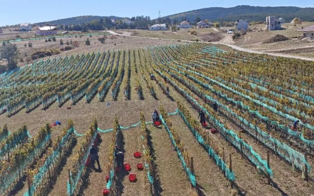 Berba u vinogradima KNEBU: Duvanjska priča pod nebom raste u prepoznatljiv vinogradarski simbol